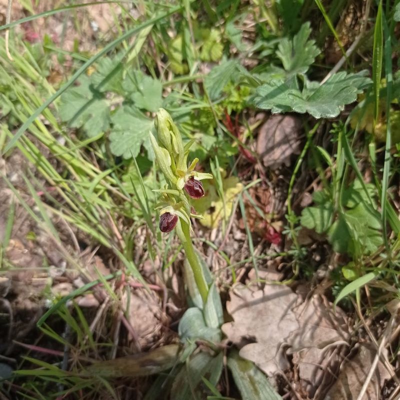 Ophrys sphegodes argentaria